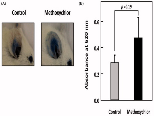 Figure 6. Effect of methoxychlor on IgE-mediated PCA in mice. Seven-week-old female BALB/c mice were intravenously injected with 200 µg DNP-HSA containing 0.5% Evans Blue dye 24 h after intradermal administration of anti-DNP IgE (20 ng) in PBS and PBS alone into, respectively, their right and left ears. Methoxychlor (23 mg/kg BW) in mineral oil or mineral oil alone (control) was orally administered 1 h before antigen treatment. (A) Photographs of representative right ears from methoxychlor-treated and control mice 30 min after administration of DNP-HSA. (B) Evans Blue dye was extracted from each ear and the absorbance measured at 620 nm (n = 6). The absorbance of the dye extracted from the left ear was subtracted from that from the right ear. A Student’s t-test was used to assess the significance of the difference against control.