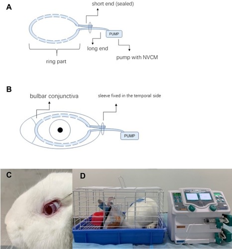 Figure 1 Illustration of the CTOIDD system model (A); the tube section was fixed on the conjunctiva of a rabbit eye (B, C); the pump section was connected with the tube and delivered the norvancomycin to the ocular surface. Rabbits were kept in individual cages with food and water provided during drug administration (D).