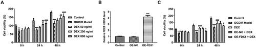 Figure 4. Effects of Dex on PC12 cell viability (A) Cell viability was measured with the CCK8 assay. (B) Transfection efficiency was checked by RT-qPCR. (C) The effect of FDX1 overexpression on cell viability was assessed. **p < 0.01, ***p < 0.001 vs. control; ##p < 0.01, ###p < 0.001 vs. OGD/R model; $p < 0.05 vs. OE-NC + DEX.
