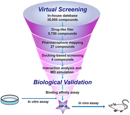 Figure 4. The protocol for virtual screening and biological evaluation of Hsp90 inhibitors.