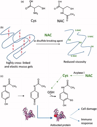 Figure 1. (a) Chemical structures of Cys and of NAC. (b) The mucolytic action of NAC is due to its ability to break the disulphide bridges of the high-molecular-weight glycoproteins in the mucus, resulting in reduced viscosity. (c) NAC for the treatment of acetaminophen poisoning. NAC acts by replenishing hepatic GSH, which is the main endogenous nucleophilic peptide able to neutralise N-acetyl-p-benzoquinone imine (NAPQI), the electrophilic metabolite of acetaminophen. Paracetamol is metabolised forming the electrophilic metabolite (NAPQI) which is detoxified by GSH. In the case of GSH depletion, NAPQI reacts with proteins forming adducts which can induce cell damage or immune response. NAC acts by replenishing the GSH pool as a precursor of Cys, the building block and the rate-limiting step in glutathione synthesis. NAC is converted to Cys through a deacetylation reaction catalysed by acylase.