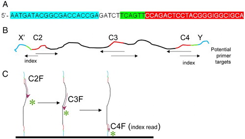 Figure 2.  Example of the primer structure. A) Example of structure of primer containing anchor sequence (blue), spacer, index sequence (green), and 16S specific primer (red). Specifically, this is the sequence of primer C2X, which has the C2 forward sequence, an index, and an anchor sequence for anchor X. B) Cartoon of resultant DNA amplified with primers C2X and C4Y. The conserved regions of this amplicon (C2, C3, and C4) are shown in red. Arrows under the cartoon indicate the location and direction that specific primers would initiate sequencing. C) Cartoon illustrates direction of sequencing with 3 primers, for DNA anchored with Y adapter.