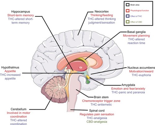 Figure 2 The effects of cannabis on the central nervous system. Brain areas in the central nervous system (in black) and their physiological functions (in red) are listed alongside potential effects of THC and CBD (in blue and green), respectively.