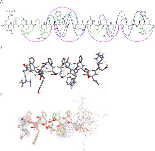 Figure 12. Regular NOESY contacts between HA and HN atoms of nonadjacent residues of peptide 27 (A). Contacts between i - i + 2, i - i + 3 and i - i + 4 are shown in green, blue and pink, respectively. Averaged structure of peptide 27 calculated on the basis of NMR-derived restraints shown in stick representation (B) and superimposition of 10 lowest energy structures (C). Green dotted lines represent hydrogen bonds.