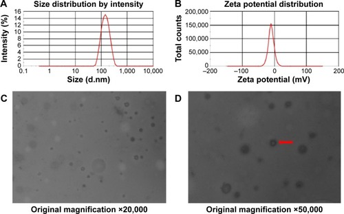 Figure 1 Particle size and size distribution of Gem-HSA-NP determined using a Malvern Zetasizer (A). Zeta potential spectrum of Gem-HSA-NP in PBS solution (B). TEM image of Gem-HSA-NP under ×20,000 magnification (C). TEM image of Gem-HSA-NP under ×50,000 magnification. The nanoparticles had a brighter core surrounded by a dark membrane (arrow), which confirmed its distinct layers (D).Abbreviations: Gem-HSA-NP, gemcitabine-loaded human serum albumin nanoparticle; PBS, phosphate-buffered saline; TEM, transmission electron microscopy.