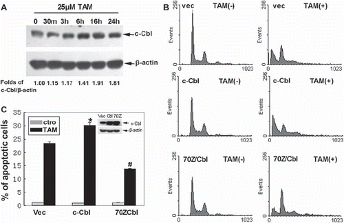 Figure 3. Effects of c-Cbl on sensitivity of the cells to TAM. (A) Cells were untreated, or treated with 25 μM TAM for 30m, 3 h, 6 h, 16 h or 24 h. The expression of c-Cbl proteins was analyzed by Western blotting. (B) Cells were transiently transfected with plasmids encoding Vec, c-Cbl or 70Z/Cbl for 48 h. The cells were then untreated or treated with 25 μM TAM for 24 h, then the changes in cell cycle phase distribution were assessed by flow cytometric analysis. The final results are summarized in the bar graphs. (C) Data are means ± SD of three independent experiments (*p < 0.05 compared to the cells in the Vec group; #p < 0.05 compared to the cells in the Vec group).