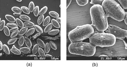 Figure 30. Typical (normal) pollen grains (scanning electron microscopy): (a) Aesculus hippocastanum; and (b) Vicia faba.