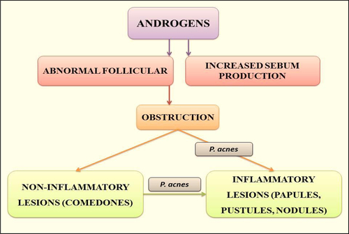 Figure 1. Role of androgen involved in pathogenesis of acne.
