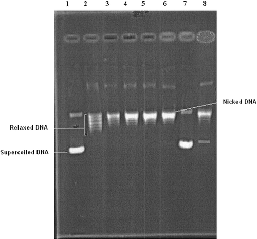 Figure 1 Electrophoregram showing the inhibitory effects of tested compound 17 and reference drug camptothecin on eukaryotic DNA topoisomerase I. Lane 1; supercoiled pBR322 plasmid DNA (0.3 μg) with incubation mixture without enzyme. Lane 2; plasmid DNA with 1 U of topo I enzyme (control). Lanes 3–6; plasmid DNA with 1 U of topo I enzyme in the presence of compound 17 at concentrations 0.1, 1, 5 and 10 μg/μL, respectively. Lane 7; plasmid DNA with compound 17 at a concentration of 10 μg/μL without enzyme. Lane 8; plasmid DNA with 1 U of topo I enzyme and a known DNA topoisomerase I inhibitor (camptothecin) at a concentration of 5 μg/μL. The relaxation assay in a cell-free system was performed as described in methods.