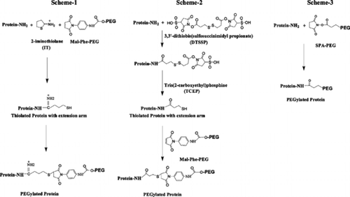 Figure 1 Schematic representation of Protocols used for PEGylation of RBC. Scheme 1: Iminothiolane-thiolation mediated PEGylation. Iminothiolane reacts with amino groups generating thiol groups in situ. These thiols are modified by maleimide-PEG (Mal-Phe-PEG). Scheme 2: DTSSP-thiolation mediated PEGylation. DTSSP is a cross-linking reagent and uses acylation chemistry to react with amino groups. On treatment with reducing agents, the S–S bond generates free thiols that can be modified by Mal-Phe-PEG. Scheme 3: Acylation chemistry mediated PEGylation. Succinimidyl propionate-PEG (SPA-PEG) acylates amino groups of proteins. In schemes 1 and 2 an extension arm is added on protein amino groups for PEGylation and in scheme 3 PEGylation of proteins is carried out without adding extension arm.