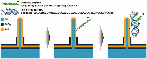 Figure 11. Schematic illustration of principle of immunosensor using VSNEA. (Left) The VSNEA fabricated and coated by Au. (Center) Artificial peptide sequences attached on Au-coated VSNEA by covalent interaction. (Right) RNAs attached to peptides and current path is blocked reducing Fe(CN)63-/4- redox reaction (Lee et al. Citation2016).