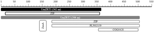 Figure 2. Functional domains predictions of UmZrt1p and UmZrt2. The length and functional domains of both proteins are shown in black and gray colors respectively.