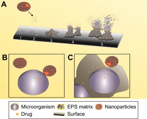 Figure 2 Interactions of nanoparticles based in drug delivery system on biofilm formation process.Notes: Interaction of nanoparticles based in drug delivery systems in different stages of biofilm formation (A): adherence of microbial cells (1), reversible adhesion (2), irreversible adhesion (3), maturation (4), and detachment of cells (5). Nanoparticles interaction with single cells (B) and EPS matrix (C).Abbreviation: EPS, extracellular polymeric substances.