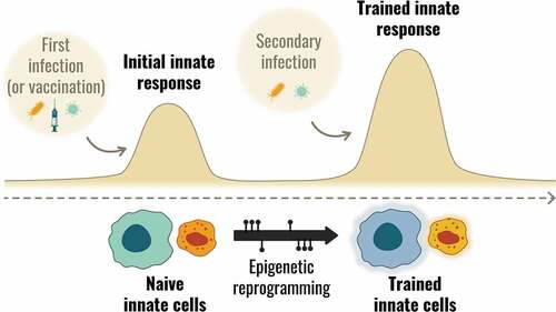 Figure 2. Trained immunity concept: Innate immune cells are epigenetically reprogrammed during a first infection or vaccination, allowing an enhanced response upon a secondary exposure.