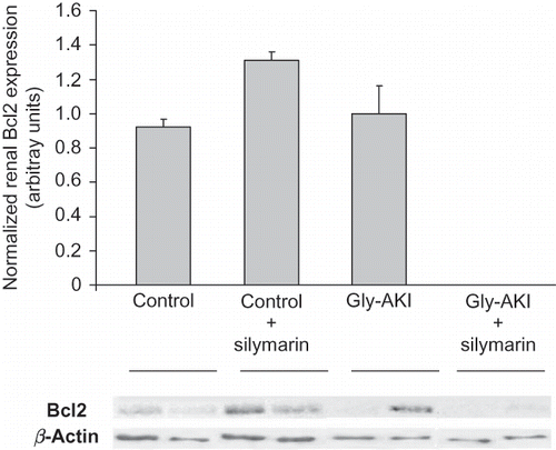 FIGURE 8. Renal expression of the Bcl-2 protein (Western blot) 6 h after glycerol injection. The expression of anti-apoptotic Bcl-2 protein was detected in controls and Gly-AKI + vehicle and was so tenuous in Gly-AKI + silymarin rats that could not be detected by the densitometry software. Each band corresponds to a distinct rat and 2 bands/group are shown that are representative of 2–4 rats/group.