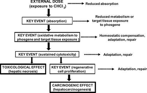 Figure 4 Postulated mode of action and key events for the hepatic toxicity and hepatocarcinogenicity of chloroform. Some of the factors that can influence the dose-response relationships of the key events, and whether they are likely to exhibit a threshold, are illustrated. The early (upper) key events are largely toxicokinetic while the later (lower) key events are largely toxicodynamic.