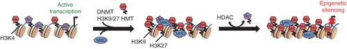 Figure 1. Mechanisms of DNMT-mediated gene silencing. Activating methylation of H3K4 and acetylation of histone tails promotes a euchromatic state, enabling transcription factor binding, and activates transcription of corresponding gene. DNMT and HMT-mediated methylation of H3K9 and H3K27 results in recruitment of chromatin remodeler MBD proteins, which subsequently recruits HDAC complexes for the removal of acetyl groups from histone tails. This results in chromatin condensation, which prevents transcription factor binding and promotes gene silencing.
