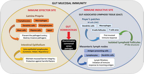 Figure 3. Organization and function of gut mucosal immunity.