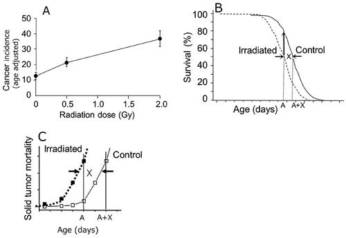 Figure 2. (A) Age-adjusted incidence of lung adenocarcinomas in female BALB/c mice (Ullrich and Storer Citation1979). (B) the first step of age adjustment is to increase the number of individuals at age A (upward arrow). (C) the second step is to multiply the adjusted number by the observed mortality rate, which is equal to the mortality of the control group, but the age was advanced by X days here.