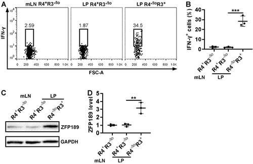 Figure 3. ZFP189 expression in IL-17A-expressing CD4+ T cell subsets. (A) Flow cytometry dot plots showing IFN-γ expression in each subset after sorting and 4-hour stimulation with PMA/ionomycin. (B) Frequencies of IFN-γ-expressing cells in the subsets. (C) Immunoblotting image showing ZFP189 protein in the subsets. (D) Statistics of ZFP189 protein levels in the subsets. N = 3 data points per group. Each data point represents cells pooled from 3 mice in (B) or 10 mice in (D). **: p < 0.01; ***: p < 0.001.