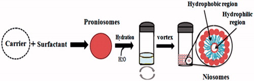 Figure 1. Hydration of proniosomes into niosomes and hydrophilic and hydrophobic regions of niosomes.