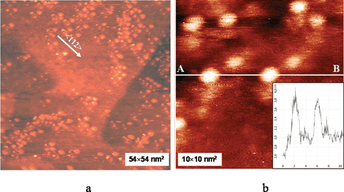 Figure 1.  (A) Large-scale scanning tunnelling microscopy image of submonolayer C60 fullerene film deposited from water solution (C60 fullerene concentration in water was 1 mg/mL) on Au(111) surface. Some C60 fullerene clusters are aligned along preferential direction. (B) Single C60 fullerenes. Lateral size is increased because of shape of the tip. Inset: Cross-section along line AB. Scanning parameters: It = 40 pA, Ut = 0.7 V.