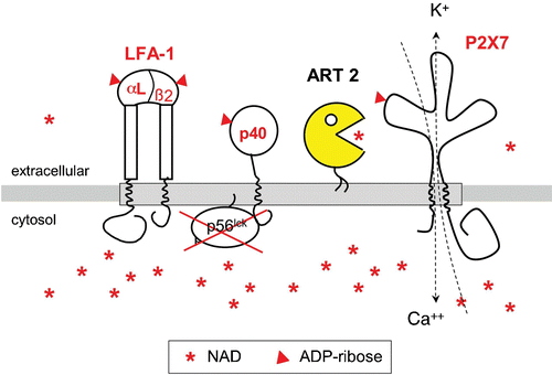 Figure 4. GPI‐anchored ART2 ADP‐ribosylates the cytolytic P2X7 purinoceptor and several other key players of signal transduction on the murine T cell surface. Exposing murine T cells to the ART substrate NAD results in ADP‐ribosylation of several cell surface proteins, including the cytolytic P2X7 purinoceptor, both chains of the integrin LFA‐1, and a 40‐kd protein that is associated with the lck‐tyrosine kinase. ADP‐ribosylation activates P2X7 to from a nonselective cation channel causing influx of calcium and efflux of potassium ions. Its GPI‐anchor ensures that ART2 is associated with specialized, glycosphingolipid enriched membrane microdomains called rafts (indicated by the shaded bar). Raft association focuses the promiscuous enzyme activity of ART2 onto resident raft proteins and proteins that transiently associate with rafts. NAD is much more abundant in the cytosolic than in the extracellular compartment. (GPI = glycosylphosphatidylinositol; ART = ADP‐ribosyltransferase; ADP = adenosine diphosphate)