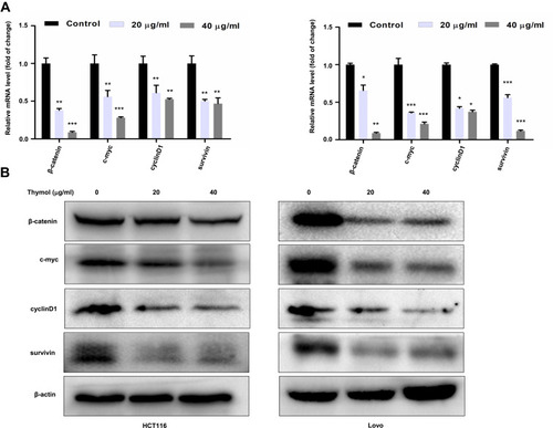 Figure 5 Thymol suppresses the activation of the Wnt/β-catenin signaling pathway in colorectal cancer (CRC) cells. HCT116 and Lovo cells were treated with different concentrations of thymol (0, 20, or 40 μg/mL) for 48 h. DMSO (0.1%) was added as a control. Cell total RNA and proteins were extracted. (A) RT-qPCR was performed to analyze the mRNA expression of β-catenin, c-Myc, cyclin D1, and survivin following thymol treatment. GAPDH was used as an internal control. *P<0.05, **P<0.01, ***P<0.001 vs the control group. (B) Western blotting analysis of β-catenin, c-myc, cyclin D1, and survivin protein expression following thymol treatment. Beta-actin was used as an internal control. All data are presented as mean ± SD of three independent experiments.