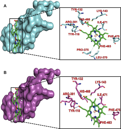 Figure 6 A view of the C. albicans CYP51 residues interacting with the prosthetic heme in the drug–binding pocket of the protein. (A) The wild-type CYP51 shows residues LEU–370 and PRO–375 as part of the heme interacting residues. (B) Mutation in these residues to SER–370 and HIS–375, respectively led to the loss of the hydrophobic interaction with these residues hence, these residues are lost in the interaction profile.