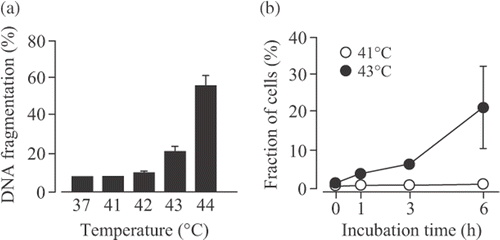 Figure 1. Effects of hyperthermia on apoptosis in U937 cells. (A) U937 cells were incubated at 37°–44°C for 30 min and then at 37°C for 6 h. DNA fragmentation assay was carried out. Data are presented as mean ± S.D. (n = 3). (B) The cells were incubated at 41° or 43°C for 30 min and then at 37°C for 0–6 h. The phosphatidylserine externalization was examined using the Annexin V-FITC kit. Data are presented as mean ± SD. (n = 3–4).