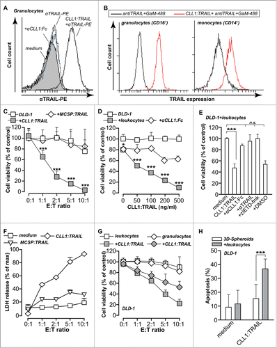 Figure 3 (See previous page). CLL1:TRAIL selectively binds to and augments tumoricidal activity of granulocytes. (A) Flow cytometric analysis of CLL1:TRAIL binding to the surface of granulocytes, with and without αCLL1:Fc. (B) Within the granulocyte (CD16 positive) and monocyte (CD14 positive) population, the binding of CLL1:TRAIL to their cell surface was analyzed. (C) DLD-1 colon carcinoma cells (Target: T) were incubated with increasing amounts of leukocytes (Effector: E) (E:T ratio) in the presence or absence of CLL1:TRAIL (200 ng/ml) or MCSP:TRAIL (200 ng/ml) for 24 h, after which cell viability was assessed by MTS assay. (D) DLD-1 colon carcinoma cells were incubated with increasing concentrations of CLL1:TRAIL in the presence or absence of leukocytes (E:T = 5:1) and cell viability was assessed. CLL1 restricted activity of the fusion protein was evaluated by co-incubation with competing αCLL1:Fc minibody. (E) TRAIL- and caspase-dependent apoptosis was evaluated by co-incubating CLL1:TRAIL (200 ng/ml) and leukocytes (E:T = 5:1) with anti-TRAIL mab2E5 (1 μg/ml), and caspase-8 inhibitor zIETD-fmk (20 μM). (F) As in (C), but cytotoxicity was analyzed using LDH-release assay (G) DLD-1 colon carcinoma cells were incubated with CLL1:TRAIL (500 ng/ml) in co-cultures with increasing amounts of leukocytes or isolated granulocytes. Cell viability was determined using MTS assay. (H) Apoptosis induction of leukocytes (E:T = 10:1) and CLL1:TRAIL (200 ng/ml) was determined on DLD-1 3D-spheroids by Annexin-V staining on trypsin dissociated DLD-1 cells. All graphs represent mean+SD. * p < 0.05, **p < 0.01, *** p < 0.001, n.s. not significant.