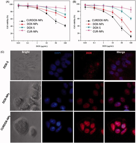 Figure 3. Cytotoxicity of the different formulation against MCF-7/ADR after incubation of 24 h (A) and 48 h (B), and (C) the fluorescent distribution of DOX in MCF-7/ADR cells after treatment with different formulations for 4 h at 37 °C.