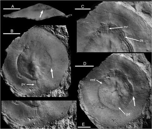 Figure 1. Floripatella rousseaui Yochelson, Citation1988, USNM PAL 410165, holotype, internal mould, Middle Ordovician, Darriwilian, Kanosh Shale, Millard County, Utah. A. lateral view oblique to the plane of symmetry B where large arrows locates intersection of a radial crack with the muscle scar in B and D. B. dorsal view with arrow pv locating the putative pallial vessel impression discussed by Lindberg (Citation2009, fig. 6). C. detail of muscle scar showing median ridge (mr) and one discrete scar (ds). D. dorsal view, as B but with alternative lighting, showing radial muscle fibres (rmf) and pericardium depression (pd). E. detail of margin with pallial vessel. Scale bars: 3 mm, C,E; 5 mm, A,B,D. Photographs prepared from negatives supplied by E.L. Yochelson.