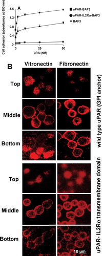 Figure 7 Localization of uPAR to the sites of cell adhesion in uPAR-transfected BAF3 cells with or without the GPI anchor. (a) Non-transfected BAF3 cells (*), cells expressing GPI-anchored uPAR (▪) or cells expressing uPAR as a fusion protein with the transmembrane domain of the IL-2 Rα receptor (•) were allowed to adhere to VN-coated wells in the presence of the indicated concentrations of uPA and the cell adhesion was quantified. (b) Similarly, the cells were allowed to adhere on VN- or FN-coated slide and immunostained with anti-uPAR (rabbit polyclonal) IgG followed by FITC-coupled anti-mouse IgG. Confocal microscopy was performed as described above. The top, middle, and bottom sections from adherent cells on VN and FN are shown in the figure. Bar = 10 μ m.