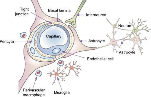 Figure 1 Schematic of the blood–brain barrier and the associated components of the neurovascular unit.Note: Reprinted from Adv Drug Deliv Rev, 64(7), Chen Y, Liu L. Modern methods for delivery of drugs across the blood–brain barrier. 640–665., Copyright (2012), with permission from Elsevier.Citation46