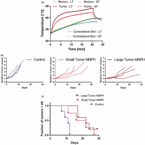 Figure 3. (a) An example of temporal temperature rise for small and large tumors during a MNPH treatment in MiaPaCa02 mice model. (b) Relative tumor growth curves for induvial mice. (c) Kaplan–Meier plot showing the outcome of MNPH treatment for untreated control, small and large tumors.