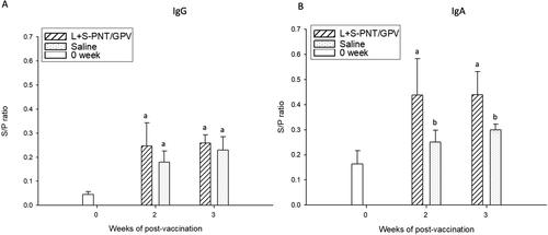 Figure 5. The IgG and IgA induction of the cPNT (L/S PNT) DNA vaccine administration. Two groups of 9-day-old ducklings (n = 20) were orally vaccinated by the cPNT GPV-VP2 (100 μg DNA/dose) on day 0 and boosted on day 14. The serum IgG (A) and IgA (B) at 0-, 2- and 3-weeks post-vaccination was analyzed by ELISA. The antibody titer results were calculated into S/P ratio and presented as mean ± SD and analyzed by ANOVA Duncan’s Multiple Range Test (α = 0.05). S/P ratio = (sample OD value − negative OD value)/(positive OD value − negative OD value).