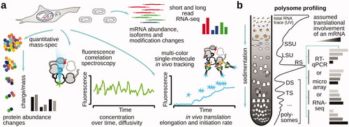 Figure 2. Schematic of popular approaches to study protein biosynthesis. (a) Approaches that provide a high-throughput surveillance of protein and RNA content or report on single-molecule activity of translating ribosomes and poly(ribo)somes. (b) Polysome profiling as one of the most broadly used methods to infer translational involvement across mRNA, including in a high-throughput format when employed together with microarrays or RNA-sequencing.