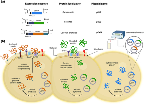 Figure 2. Family of vectors that allow controlled expression and export of proteins in L. lactis. (A) Schematic structures of different expression cassettes (left) under the control of the lactococcal PnisA promoter for the indicated specific bacterial cellular localization and carried by the specified plasmids. For details of the plasmid constructions see the text. Stems topped with circles indicate the tryptophan transcriptional terminator (trpA). Not to scale. (B) Graphical representation on the production of the desired protein by using the plasmid indicated for the different bacterial localization of interest in L. lactis. pCYT: to obtain the expression of a protein in the cytoplasm, the gene of interest is fused only to the PnisA promoter. pSEC: in which the secretion pathway used is the Sec-dependent pathway. It recognizes proteins synthesized with an N-terminal signal peptide (SP) and ensures their export and translocation. It is worth highlighting that the nature of the SP used to secrete a protein can greatly influence the secretory efficiency of the protein. Thus, one of the most efficient SP for secreting heterologous proteins in L. lactis is that of the Usp45 protein (i.e. SPUsp45), which is the majority protein secreted by L. lactis 26. Indeed, this SPUsp45 has been used to export many heterologous proteins in L. lactis 27. pCWA: to obtain a protein anchored to the bacterial wall, the gene of interest is fused to SPUsp45 and the anchoring domain of the S. pyogenes M6 protein (CWAM6). This domain contains the necessary signals for wall anchoring 28. This figure was created with Biorender.com (accessed date: 9th June 2022).