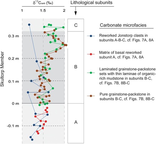 Figure 11. (Colour version online) High-resolution expression of the carbon isotope data during the first 0.5 m of the HICE, corresponding to the initial part of the rising limb. Note the slightly lower δ13C values of the reworked clasts (in blue) that on lithological basis derives from the upper Jonstorp Formation.