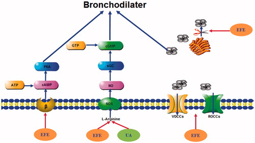 Figure 9. Schematic mechanisms of the bronchodilator effect of EFE and UA on isolated tracheal strips. cAMP: cyclic adenosine monophosphate; ATP: adenosine triphosphate; PKA, protein kinase A; sGC: soluble guanylyl cyclase; cGMP: cyclic guanosine monophosphate; GTP: guanosine triphosphate; VDCCs: voltage-dependent Ca2+ channels; ROCCs: receptor-operated Ca2+ channels.
