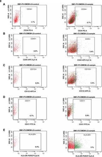 Figure 6 Immunophenotyping of cell surface markers of hBMSCs using flow cytometric analysis. (I) Positive markers for mesenchymal stem cells: (A) CD90-PERCP, (B) CD105-APC, (C) CD73-PE, (D) CD44-FITC, (E) CD29-PE, showing higher percentage expression (control and sample as labeled). (II) Negative markers for mesenchymal stem cells: (A) CD34-PE, (B) CD45-APC-Cy7, (C) CD133-APC-A, (D) CD31-FITC, (E) HLA-DR-PERCP show a low percentage expression (control and sample as labeled).Note: The surface marker profile shows that the cells obtained at third passage were mesenchymal stem cells. BM1-P3-DMEM-LG represents bone marrow cells obtained at third passage in DMEM-LG medium.Abbreviations: DMEM-LG, Dulbecco’s Minimum Essential Medium-Low Glucose; hBMSCs, human bone marrow-derived mesenchymal stem cells; SSC, side scatter; BM, bone marrow.