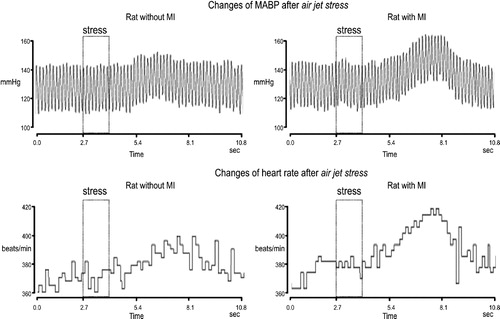 Figure 2 Representative tracings of air jet stress-induced MABP and heart rate changes in the sham-operated (left) and the infarcted (MI, right) rats. The rectangle indicates the time of air jet stress application.