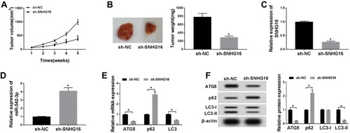 Figure 8 Knockdown of SNHG16 suppressed tumor growth of NB in vivo. (A) Tumor volume curves for the sh-NC and sh-SNHG16 groups. (B) Tumor weight and picture of the sh-NC and sh-SNHG16 groups. (C and D) The expression of SNHG16 and miR-542-3p was measured with qRT-PCR in the sh-SNHG16 group and control group. (E) QRT-PCR was utilized for the measurement of the mRNA expression levels of ATG5, LC3 and p62 in tumor tissues of sh-SNHG16 group and control group. (F) Western blot analysis was utilized to detect the protein expression levels of ATG5, LC3-I, LC3-II and p62 in tumor tissues of sh- SNHG16 group and control group. *P<0.05.