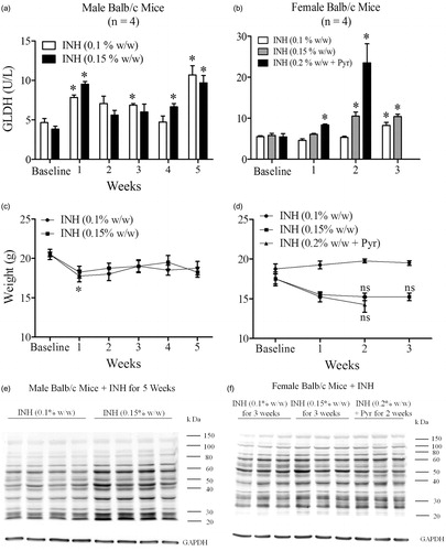 Figure 1. GLDH activities, body weights, and INH covalent binding in INH-treated Balb/c mice. (a) GLDH in male mice treated at 0.10 or 0.15% INH [w/w] in food for 5 weeks. (b) GLDH in female mice treated at 0.10 or 0.15% of INH [w/w] in food for 3 weeks or treated with 0.2% of INH + 0.05% pyridoxine•HCl (Pyr) [w/w] in food for 2 weeks. (c, d) Body weights of treated mice. (e, f) Covalent binding of INH in livers of male and female mice. Values represent mean (±SE) of four mice/group. Analyzed for statistical significance by a Mann-Whitney U test; *p < 0.05.