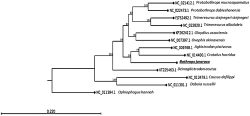 Figure 1. The maximum-likelihood phylogenetic tree of B. jararaca mitocondrial DNA and 11 closely related species (Viperidae) whose mitogenome sequences have been reported, indicates the placement of B. jararaca genome in the Crotalinae subfamily, closely to the sister taxa (Crotalus and Agkistrodon) of genus Bothrops. The tree was generated using 1000 replicates and the boostrap values are shown on each node. The mitogenome of Ophiophagus hannah (Elapidae) was used as an outgroup.