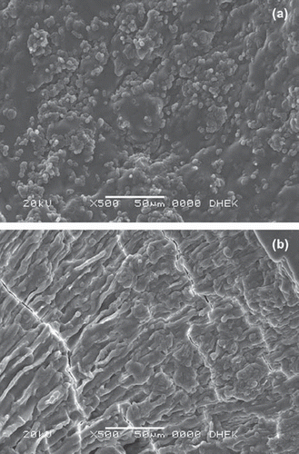 Figure 2. SEM photographs of Saccharomyces bayanus immobilized: (a) CMC; (b) CMC-g-PVP.