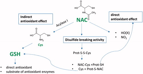 Figure 3. Overview of the antioxidant action of NAC. The antioxidant effect is due to indirect (GSH synthesis) and direct antioxidant activity, as well as disulphide breaking activity. The indirect activity refers to the ability of NAC to act as a GSH precursor, which in turn is a well-known direct antioxidant and a substrate of several antioxidant enzymes. When an oxidative stress status depletes the SH pools, NAC can act as direct scavenger of some oxidants such as NO(X) and NO2. NAC breaks thiolated proteins thus releasing free thiols, which have a better antioxidant activity than NAC and boost the synthesis of GSH and reduced proteins, which in some cases, such as for mercaptoalbumin, have an important direct antioxidant activity.