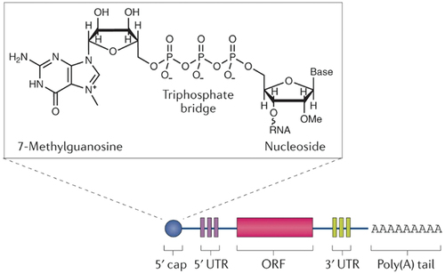 Figure 2. IVT mRNA contains five functional parts: a 5′ cap containing 7-methylguanosine linked through a triphosphate bridge to a 2′-O-methylated nucleoside, flanking 5′ and 3′ UTRs, a poly(A) tail, and an open reading frame (ORF) [Citation11].