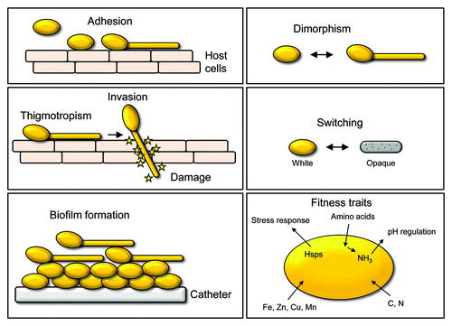 Figure 1. An overview of selected C. albicans pathogenicity mechanisms. Yeast cells adhere to host cell surfaces by the expression of adhesins. Contact to host cells triggers the yeast-to-hypha transition and directed growth via thigmotropism. The expression of invasins mediates uptake of the fungus by the host cell through induced endocytosis. Adhesion, physical forces and secretion of fungal hydrolases has been proposed to facilitate the second mechanism of invasion, i.e., fungal-driven active penetration into host cells by breaking down barriers. The attachment of yeast cells to abiotic (e.g., catheters) or biotic (host cells) surfaces can give rise to the formation of biofilms with yeast cells in the lower part and hyphal cells in the upper part of the biofilm. Phenotypic plasticity (switching) has been proposed to influence antigenicity and biofilm formation of C. albicans. In addition to these virulence factors, several fitness traits influence fungal pathogenicity. They include a robust stress response mediated by heat shock proteins (Hsps); auto-induction of hyphal formation through uptake of amino acids, excretion of ammonia (NH3) and concomitant extracellular alkalinization; metabolic flexibility and uptake of different compounds as carbon (C) and nitrogen (N) sources; and uptake of essential trace metals, e.g., iron (Fe), zinc (Zn), copper (Cu) and manganese (Mn).